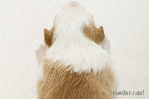 成約済の神奈川県のボーダーコリー-377231の2枚目